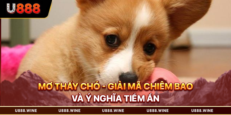 Mơ thấy chó